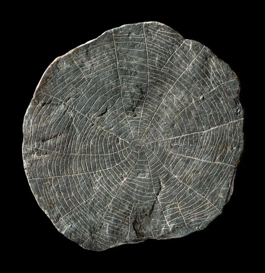 559c9cb9-51a6-4c3f-8ffd-e0c82b84e120_7_11zon